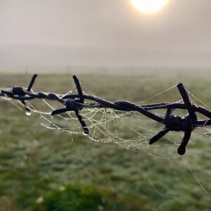 Das Bild zeigt die Einzäunung einer Weide, im Hintergrund scheint die Morgensonne und bedeutet runde Wassertropfen, die an feinen Spinnweben hängen.